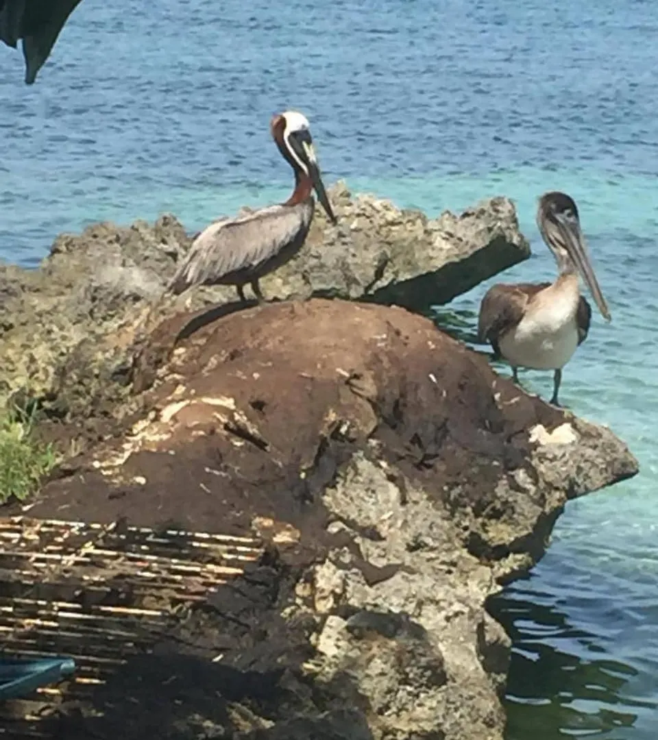 Daire 1 Bed Condo Ocean View Negril
